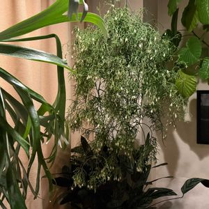 ウンベラータ,リプサリス,クテナンテ,リプサリスケレウスクラ,クテナンテ セトサの画像