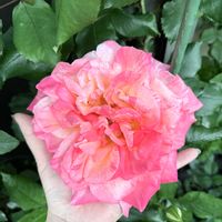 テディベア,バラ ドンファン,バラ 上海ガール,ハンキーパンキー,つるバラの画像