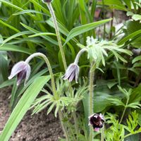 オキナグサ,iPhone撮影,斑入り好き♡,山形,どこでも植物の画像