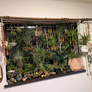 チランジア,テクトラム,アルボマルギナータ,観葉植物,塊根植物の画像