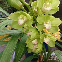 シンビジウムの画像