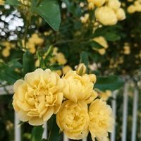 モッコウバラ,ヒサカキ,月桂樹の花,庭の木,チャイニーズホーリーの画像