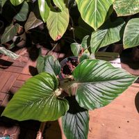 フィロデンドロン,フィロデンドロン・セルペンス,観葉植物,フィロデンドロン属,philodendron serpensの画像