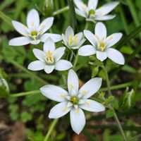 オーニソガラム,オオアマナの画像