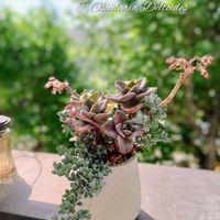 琴爪菊,バイネシー,多肉植物,育てやすい多肉植物,多肉植物寄せ植えの画像