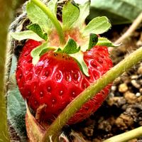 イチゴ,レモン,ビオラ,白藤,大雨の画像