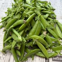 スナップエンドウ,畑の恵みに感謝✨,畑の画像