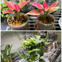 サクランボ,セントポーリア,デンドロビウム,アグラオネマ,赤い薔薇の画像