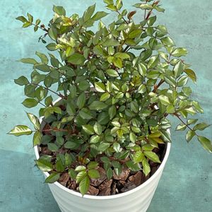 ミニバラの画像