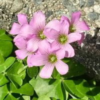 ムラサキカタバミ,山野草,道端の画像