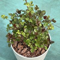 ミニバラの画像