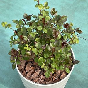 ミニバラの画像