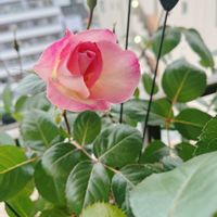 バラ,バラ　ニンファ,バラを楽しむ,ベランダの画像