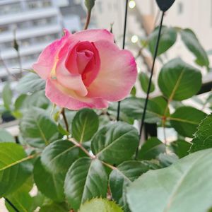 バラ,バラ　ニンファ,バラを楽しむ,ベランダの画像