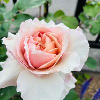 モナルダ,ガーデニング,お気に入り♡,いつもありがとう♡,庭づくりの画像