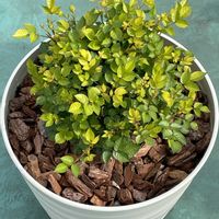 ミニバラの画像