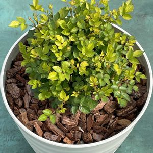 ミニバラの画像