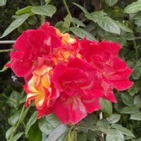 アルストロメリア,チューリップ,ツツジ,ツバキ,バラの画像