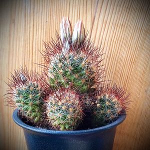 サボテンいろいろ,エスコバリア属　エムスコエッテリアーナ,エスコバリア属,サボテンの花,サボテン大好きの画像