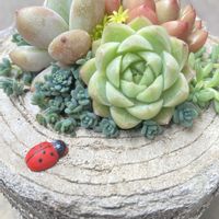 ブロウメアナ,ダシフィルム,ロココ,細葉黄金万年草,セダム属 マジョールの画像