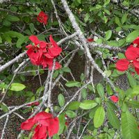 ドウダンツツジ,ボケ,木瓜(ボケ),ハナミズキ（花水木）,招霊(おがたま)の花の画像