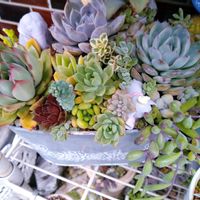 多肉植物いろいろ,多肉植物,多肉寄せ植え,多肉棚,お庭の植物の画像