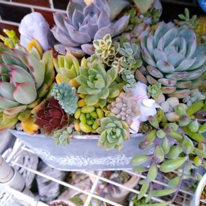 多肉植物いろいろ,多肉植物,多肉寄せ植え,多肉棚,お庭の植物の画像