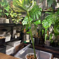 モンステラ,モンステラ デリシオーサ,botanical life,観葉植物のある暮らし,モンステラ　デリシオーサ　タイコンステレーションの画像