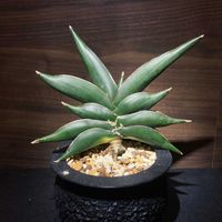 サンスベリア,サンスベリア・サワディー,多肉植物,観葉植物,3Dプリンター鉢の画像