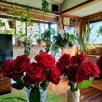 カランコエ,花のある暮らし,赤いバラ,今日のお花,ばら バラ 薔薇の画像