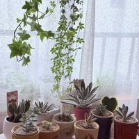 シュガーバイン,ラブハート,樹氷,バニーカクタス,星の王子の画像