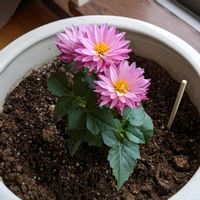 ダリア,今日の一枚,おうち園芸の画像