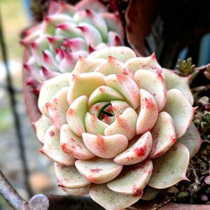  ベンバディス,可愛い,マイガーデン,癒し,100均多肉の画像