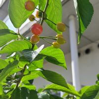 サクランボ,今日も元気で,キュンキュン乙女倶楽部,キュンキュン乙女倶楽部No.0278,しあわせ運べるようにの画像