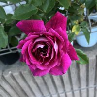 バラ,挿し木,今日のお花,ばら バラ 薔薇,庭の画像