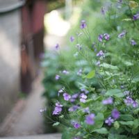 オオアラセイトウ,癒し,ありがとう,love,お出かけ先にての画像