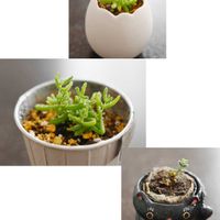 ドロサンテマム ハニーオリンジ,多肉植物,挿し木,毎月23日は本と植物と。,akira’s bookshelfの画像
