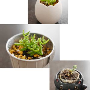 ドロサンテマム ハニーオリンジ,多肉植物,挿し木,毎月23日は本と植物と。,akira’s bookshelfの画像