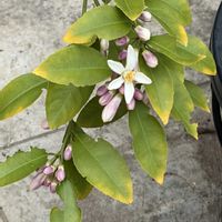 レモン,レモン の花,GS 大好き,がんばろう！,アヅミンの画像