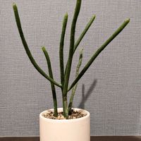 ミルクブッシュ,多肉植物の画像