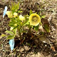 クリスマスローズ,花のある暮らし,北海道,放置栽培,道北の画像