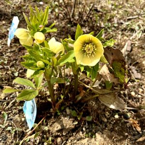 クリスマスローズ,花のある暮らし,北海道,放置栽培,道北の画像