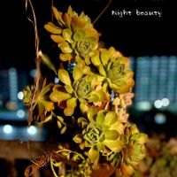 リプサリス,レモネード,多肉植物,多肉植物寄せ植え,多肉寄せ植えの画像