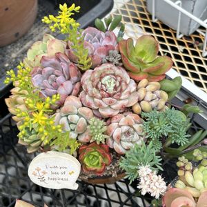 クリスマスローズ,ミニバラ,桃太郎,小人の祭り,多肉植物の画像