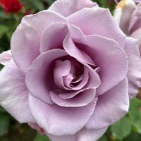 ナニワイバラ,バラ,京都府立植物園,今日のお花,三河工芸ガラス美術館の画像