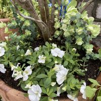 カリブラコア,オレガノ ケントビューティー,カリブラコア セレブレーション,寄せ植え,植え替えの画像