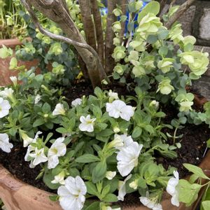 カリブラコア,オレガノ ケントビューティー,カリブラコア セレブレーション,寄せ植え,植え替えの画像