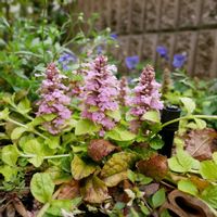 アジュガ,宿根草,グランドカバー,花のある暮らし,花のある生活の画像