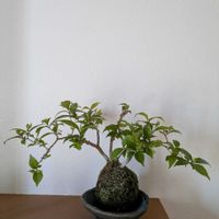 ムラサキシキブ,紫式部苔玉の画像