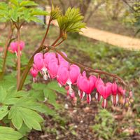 タイツリソウ,可愛い,癒し,綺麗,フラワーパークの画像